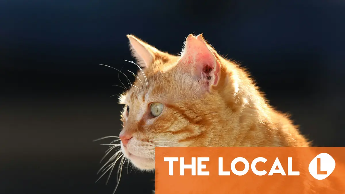 Frenchwoman fined 1,250 for cat visiting the neighbour's garden