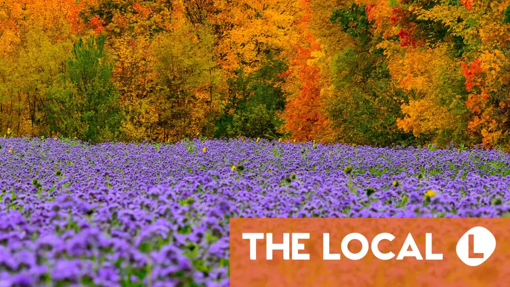 IN PICTURES: The most beautiful photos of autumn in Germany