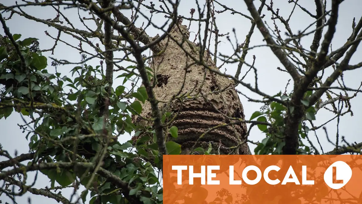 Why autumn is the ‘essential time’ to cope with hornets’ nests in France