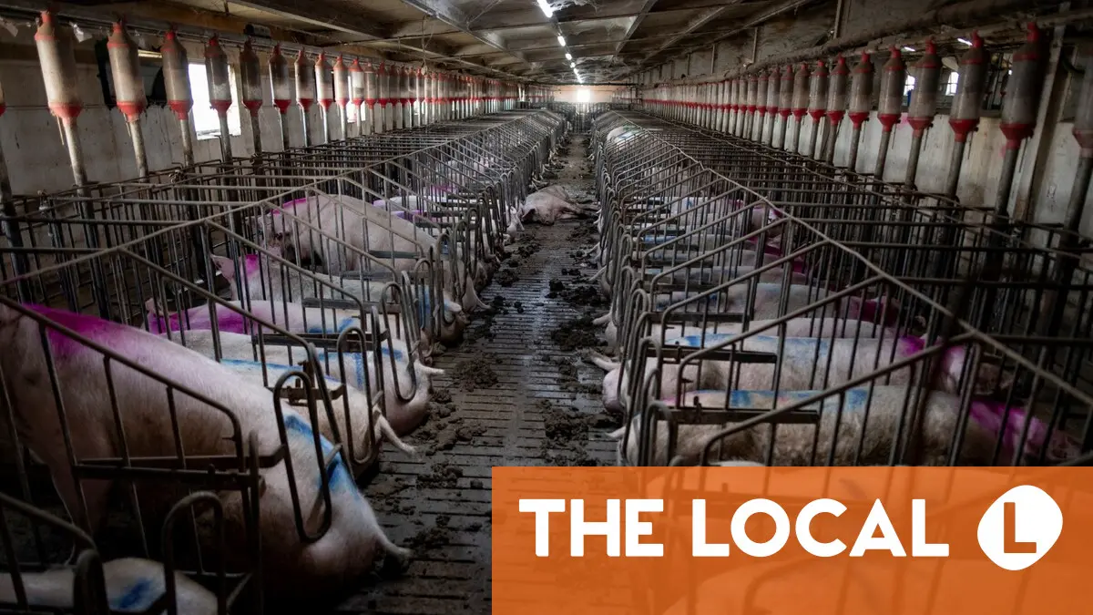 Spain scrambles to limit damage from African swine fever