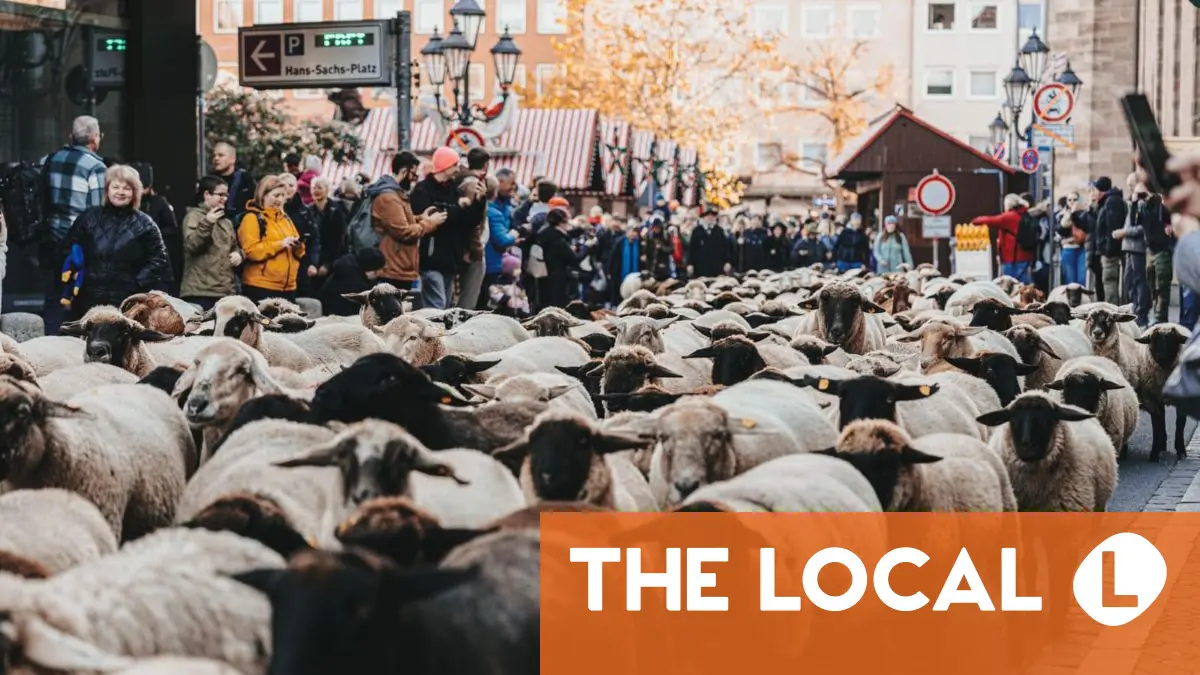 IN PICTURES: Six hundred sheep are led through Nuremberg's city centre