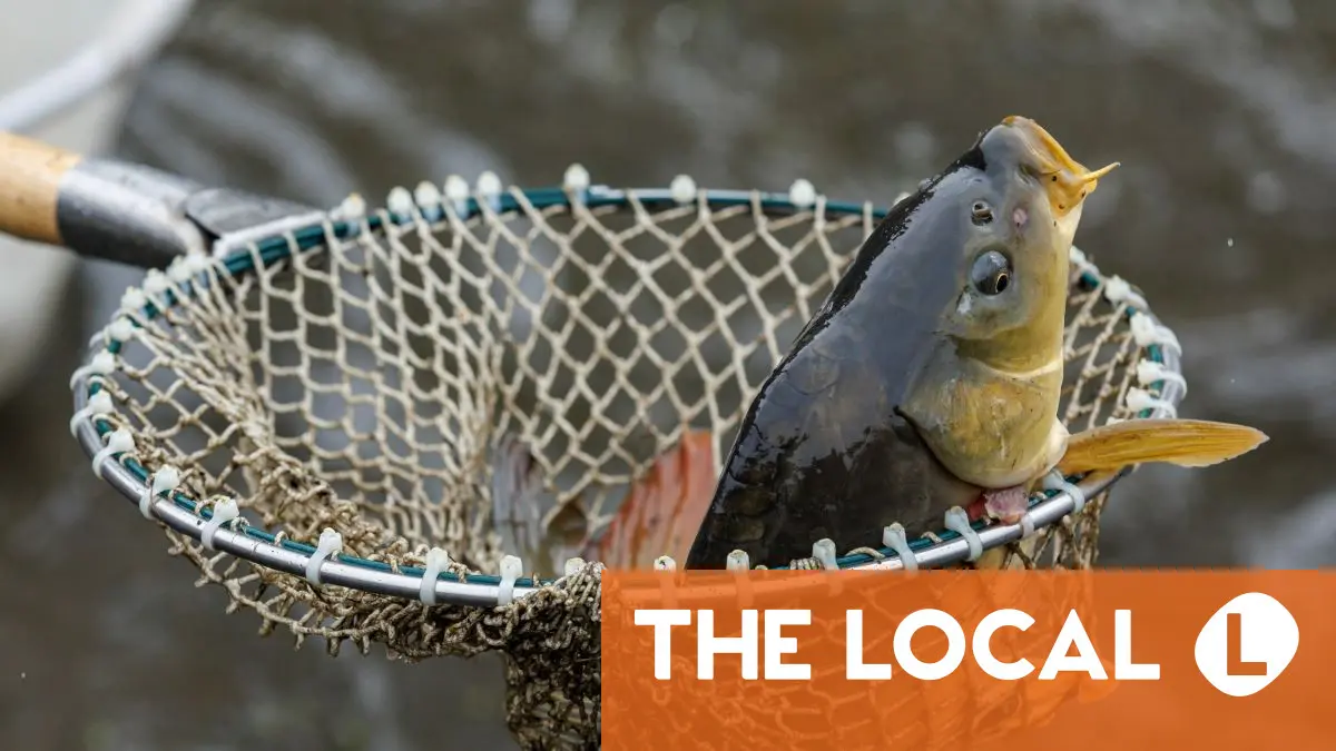 Why do Germans eat carp on Christmas Eve?