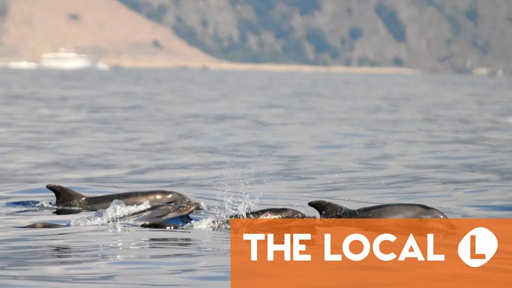 Italy to open Europe’s first marine sanctuary for dolphins
