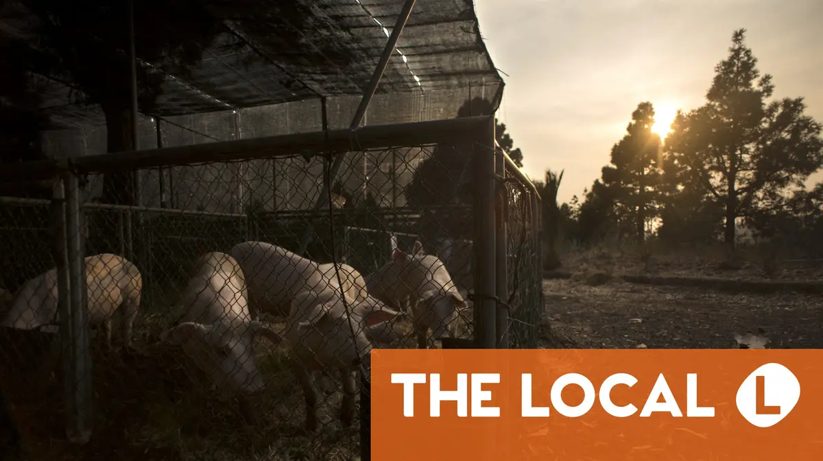 Spanish Pork Producers ‘Very Concerned’ by African Swine Fever