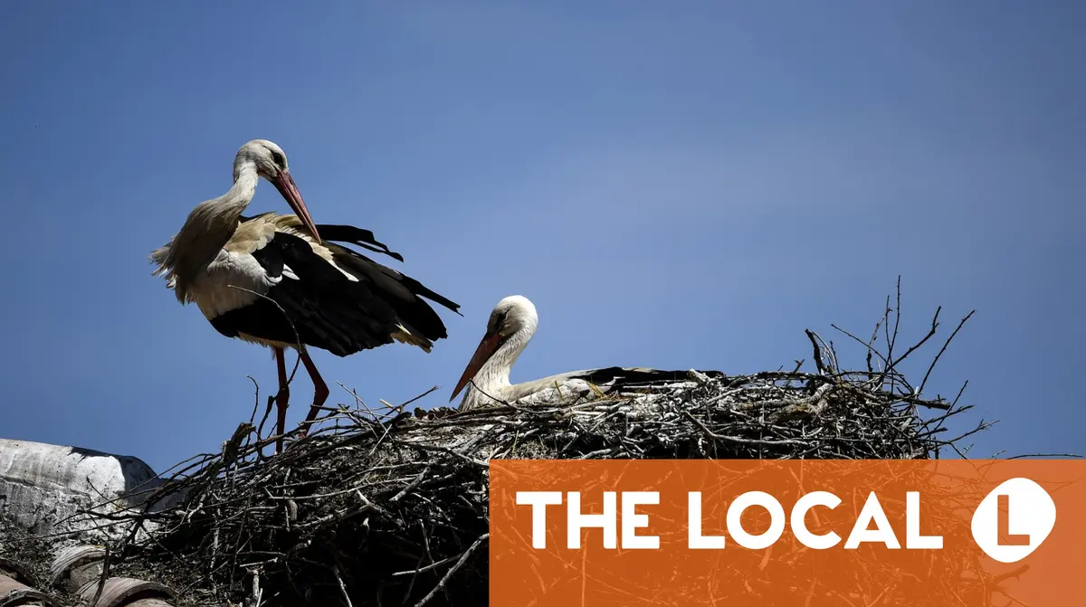 Spain fears bird flu outbreak after hundreds of storks die near Madrid