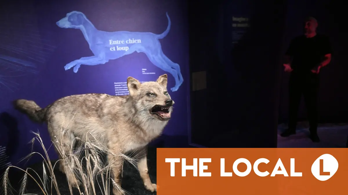 Inside France: Wasteful politics, wonderful crisps and wolves