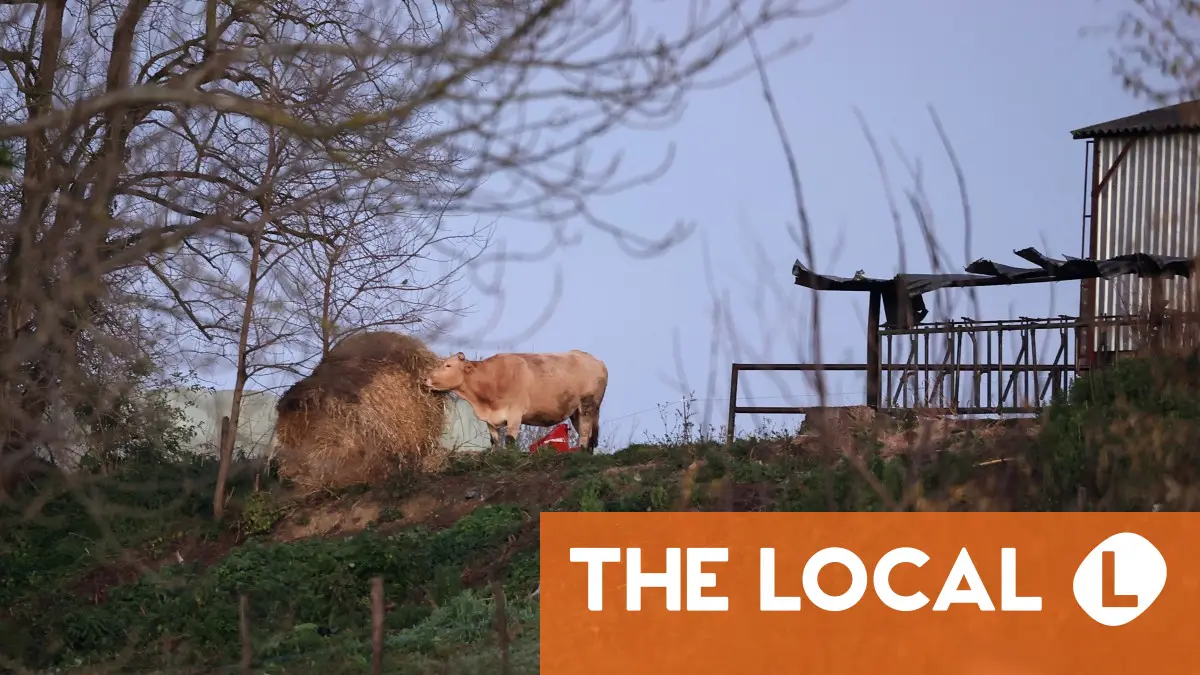 Why French farmers are protesting cattle culls