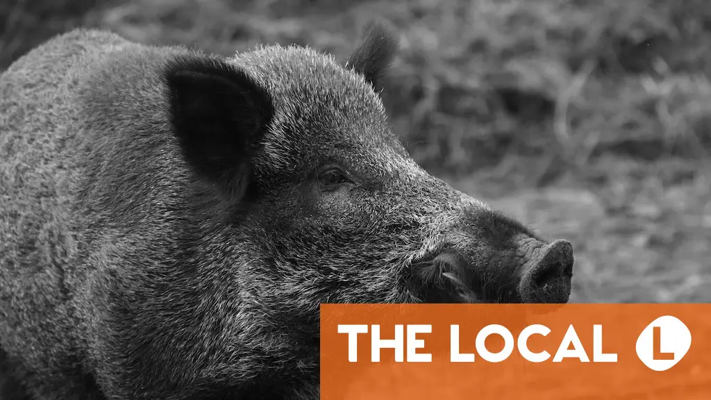What you need to know about the African swine fever outbreak in Spain