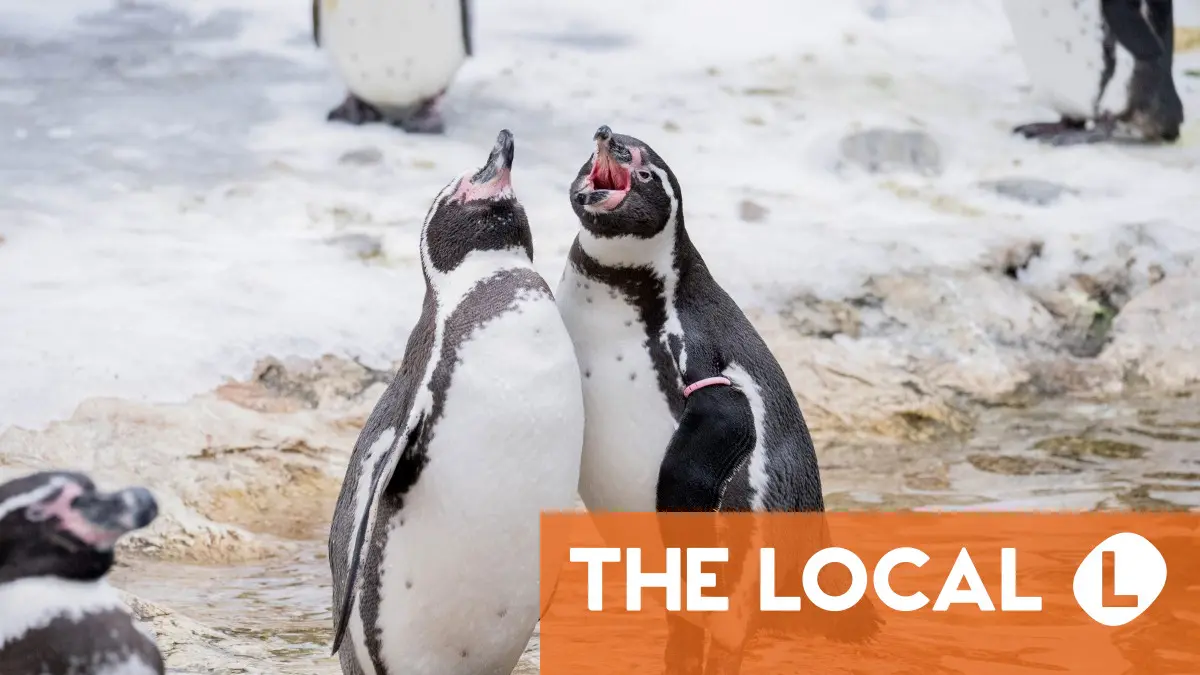 Image for Today in Austria: A roundup of the latest news on Friday