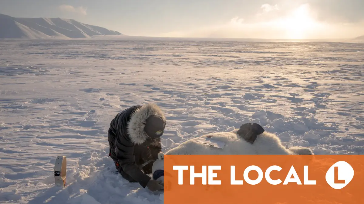 Norway's polar bears bulk up despite melting Arctic