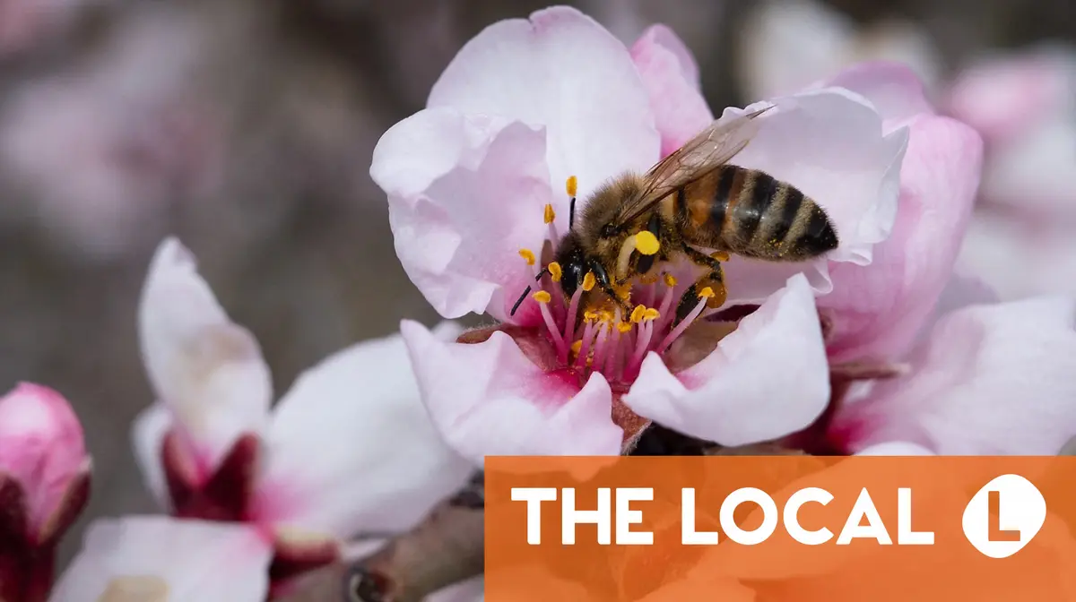 Citizenship, Spring, and the mystery of Ç — 6 essential articles for life in France