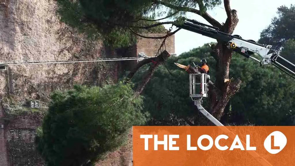 Rome fells pine trees near Colosseum after string of collapses