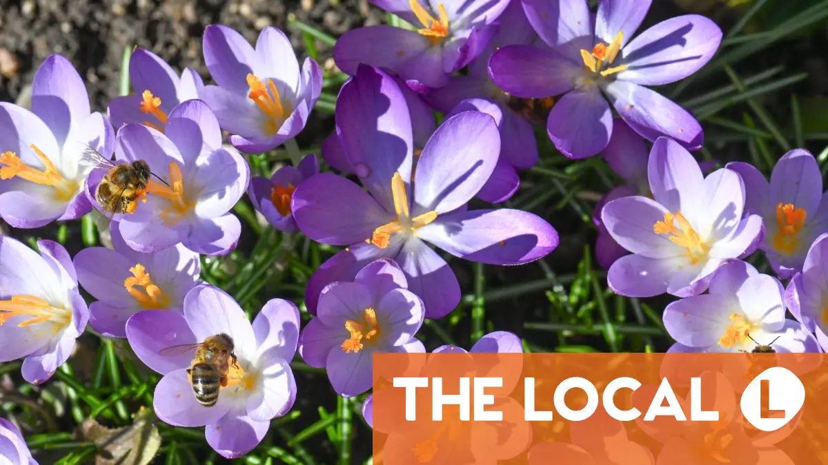 Inside Germany: A very expensive palace and Miss Germany turns 99