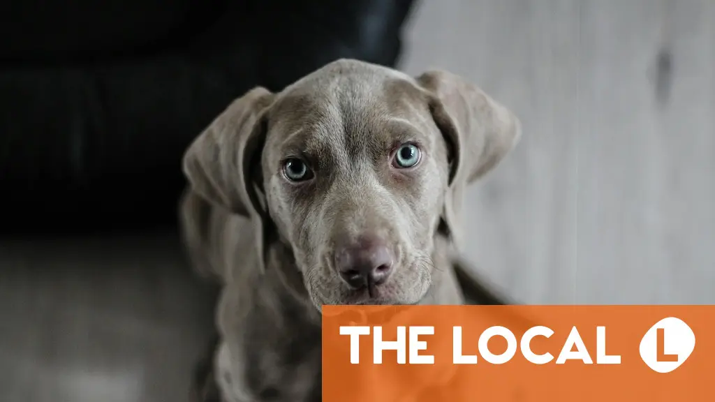 How to safeguard your pet in Spain before you pass away