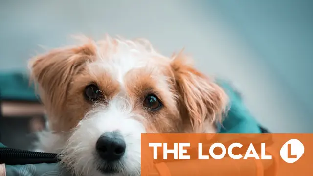 What are the rules for flying with pets to and from Switzerland?