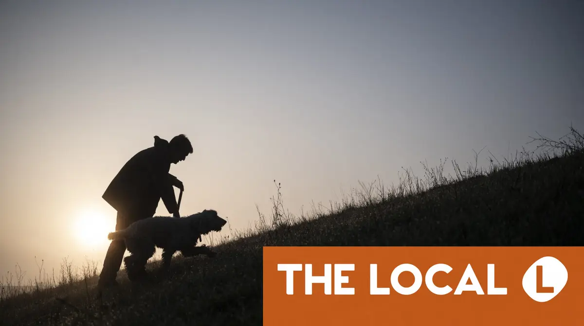 Taxes, wildfires, and dogs: 6 essential articles for life in France