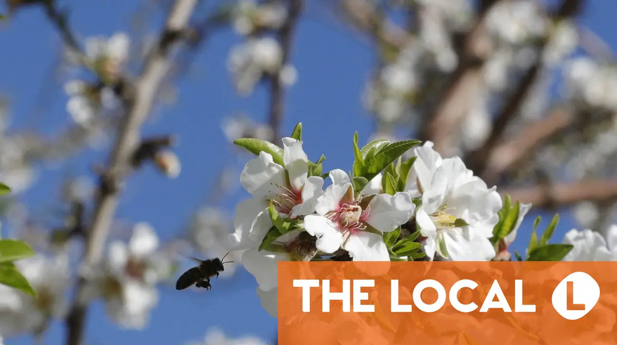 Allergy season: What to ask for in French pharmacies