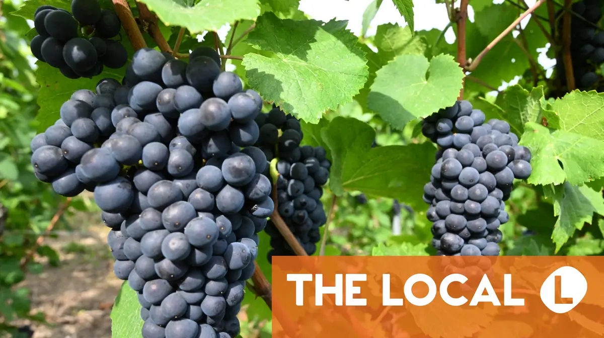 600-year-old pinot noir grape found in medieval French toilet