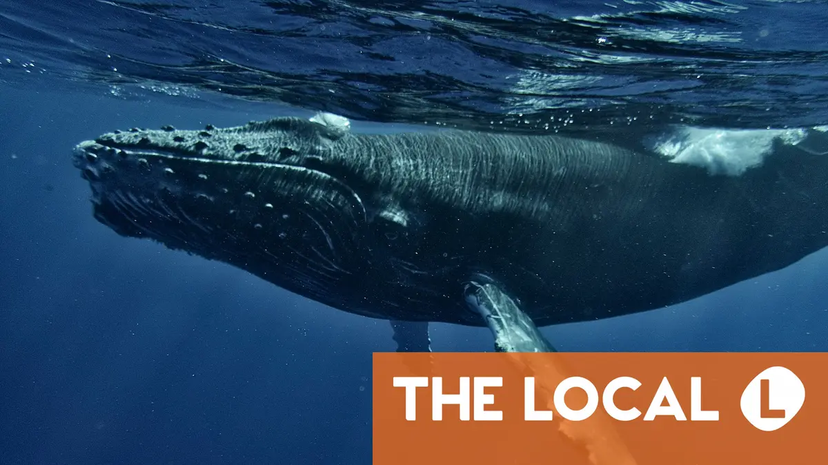 Freed whale gets stranded again off German coast