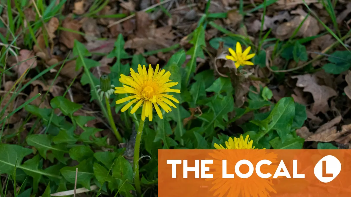 Four tasty plants that make spring in Italy a forager’s dream