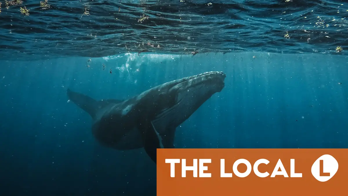 Stranded whale freed from sandbank off German coast