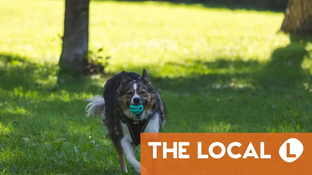 When and where must dogs be kept on a leash in Spain?