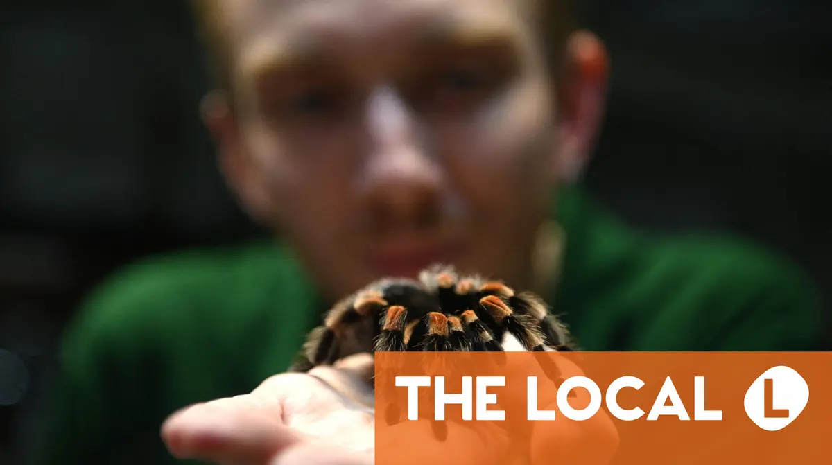 German train driver finds 20 tarantulas left aboard