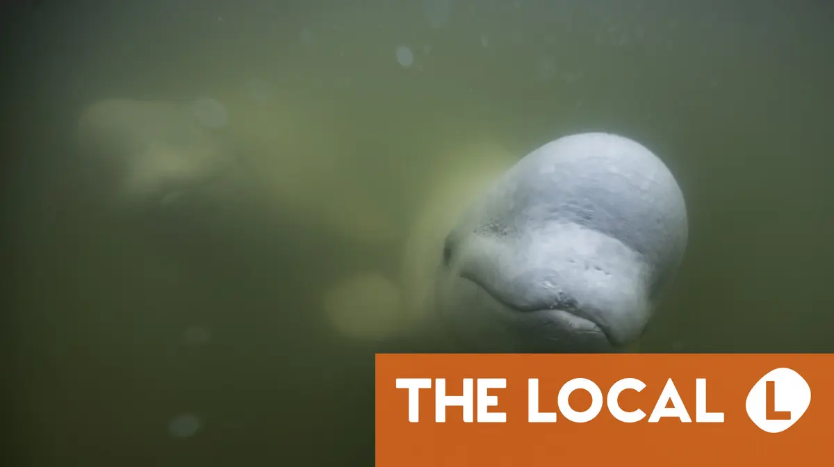 Beluga whale found far from home in river near Oslo