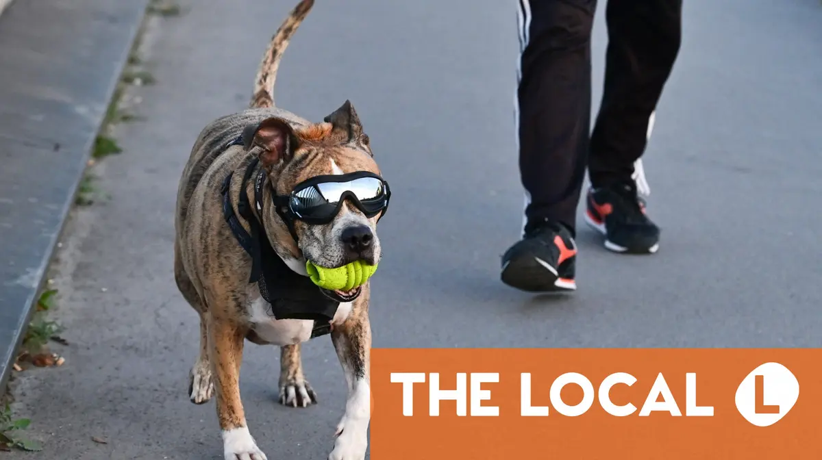 Leads, microchips and springtime – The law for dog owners in France