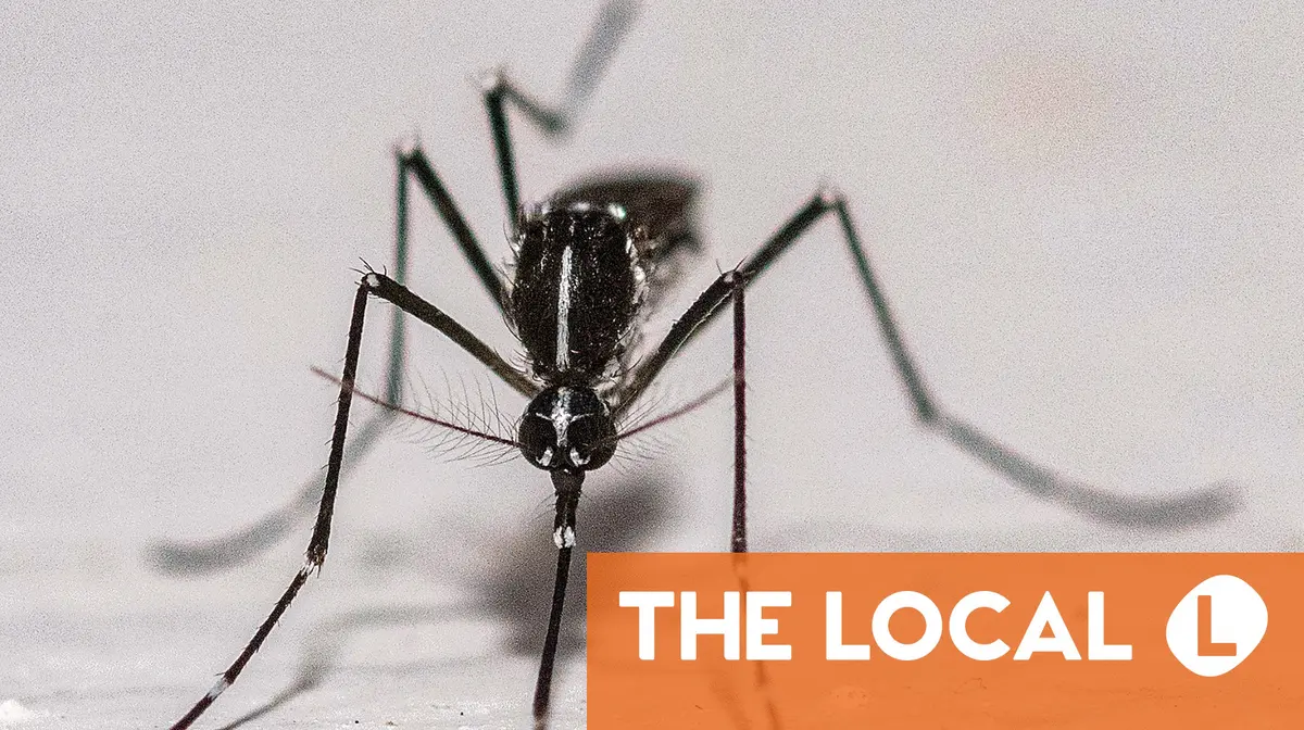 French city to release 200,000 sterile male mosquitos