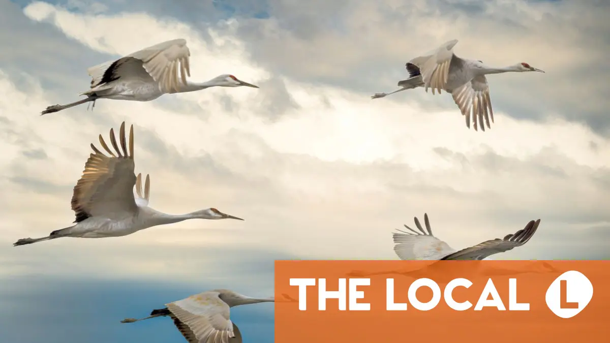 Why leaving Germany doesn't always mean you're done with German taxes