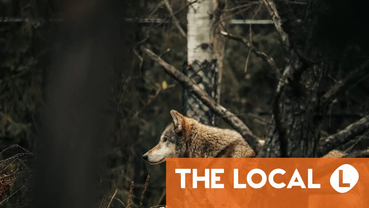 Wolf that bit woman in Germany released back into wild