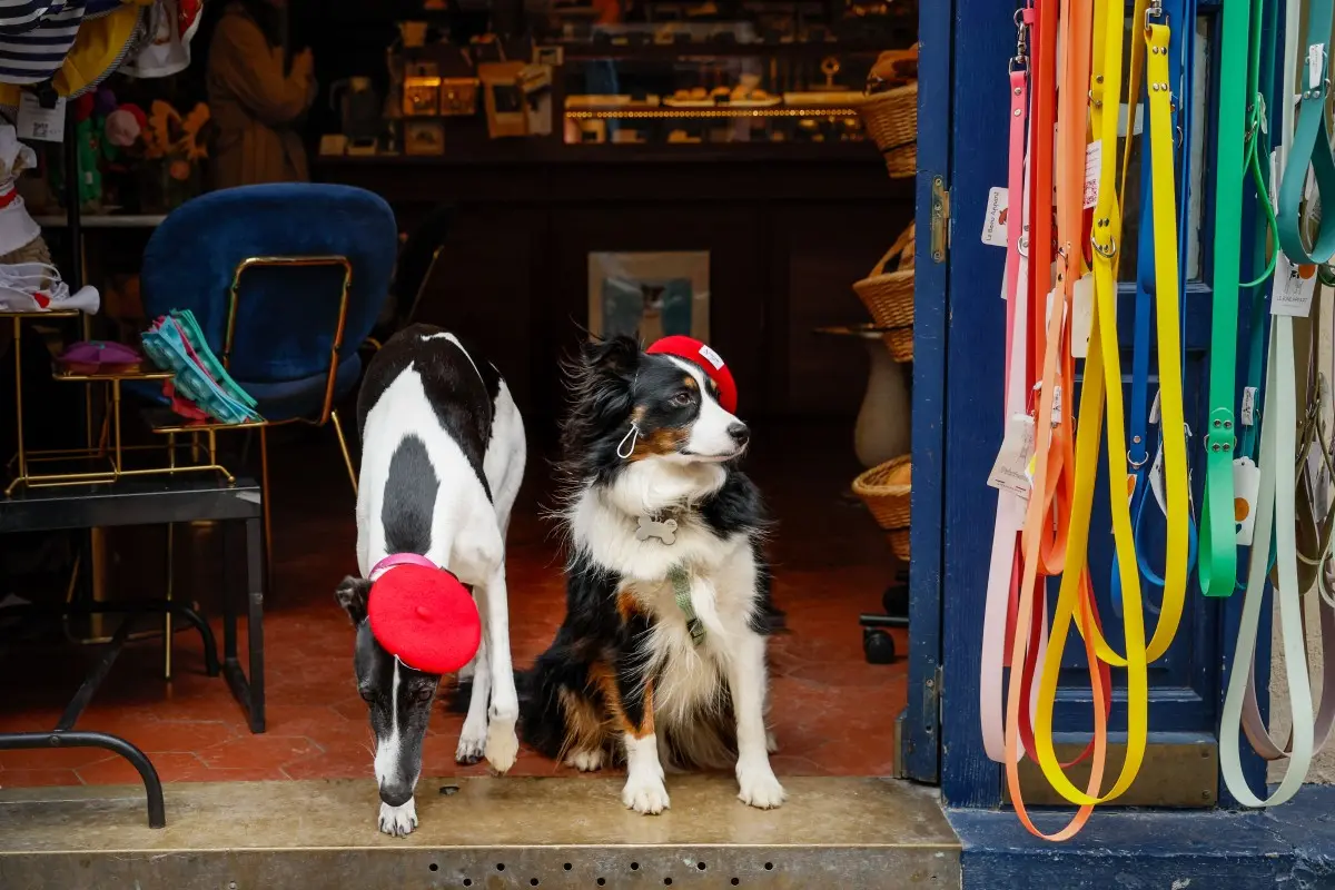 La Belle Vie: How France is becoming more dog friendly
