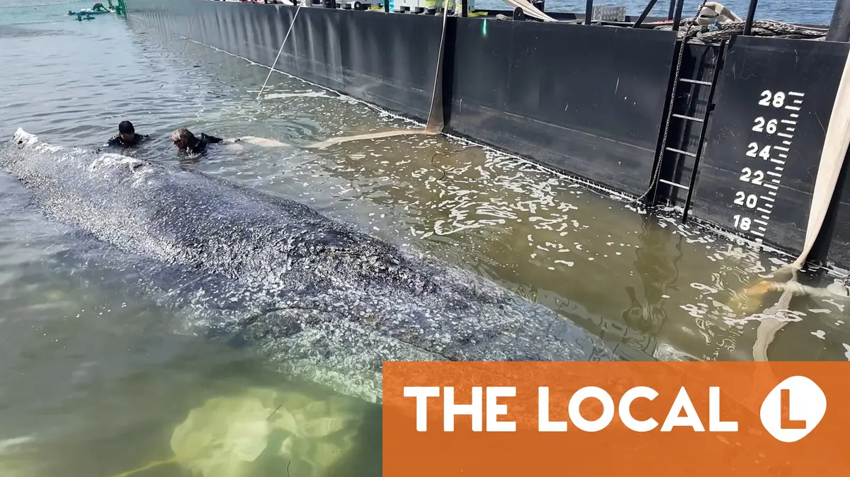 Denmark to autopsy 'Timmy' the whale