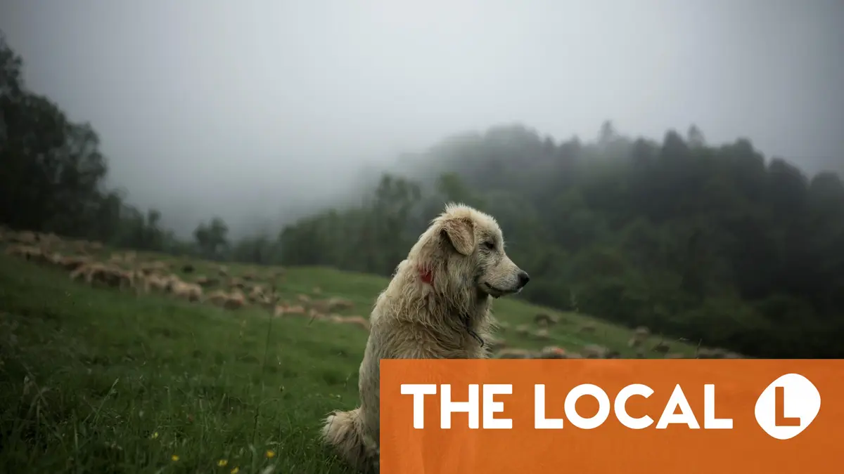 Inside France: Apero chat, dangerous dogs and how poor are 'the Europeans'?