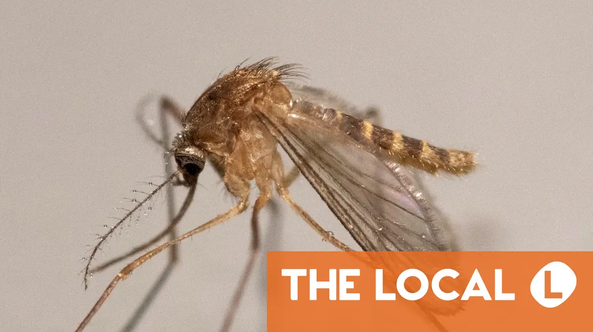 EXPLAINED: Why don't French homes have insect screens?
