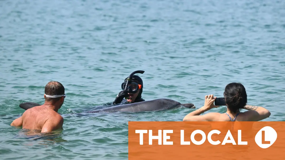 'Curious' dolphin charms French town but experts concerned