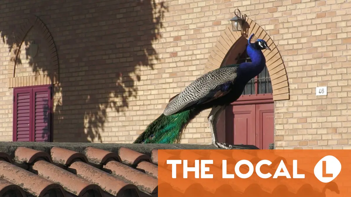 Dozens of wild peacocks invade Italian seaside town