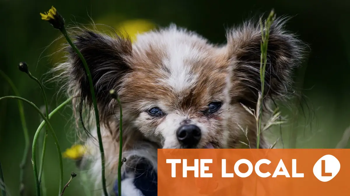 ‘World’s oldest dog’ contender dies in France aged 30