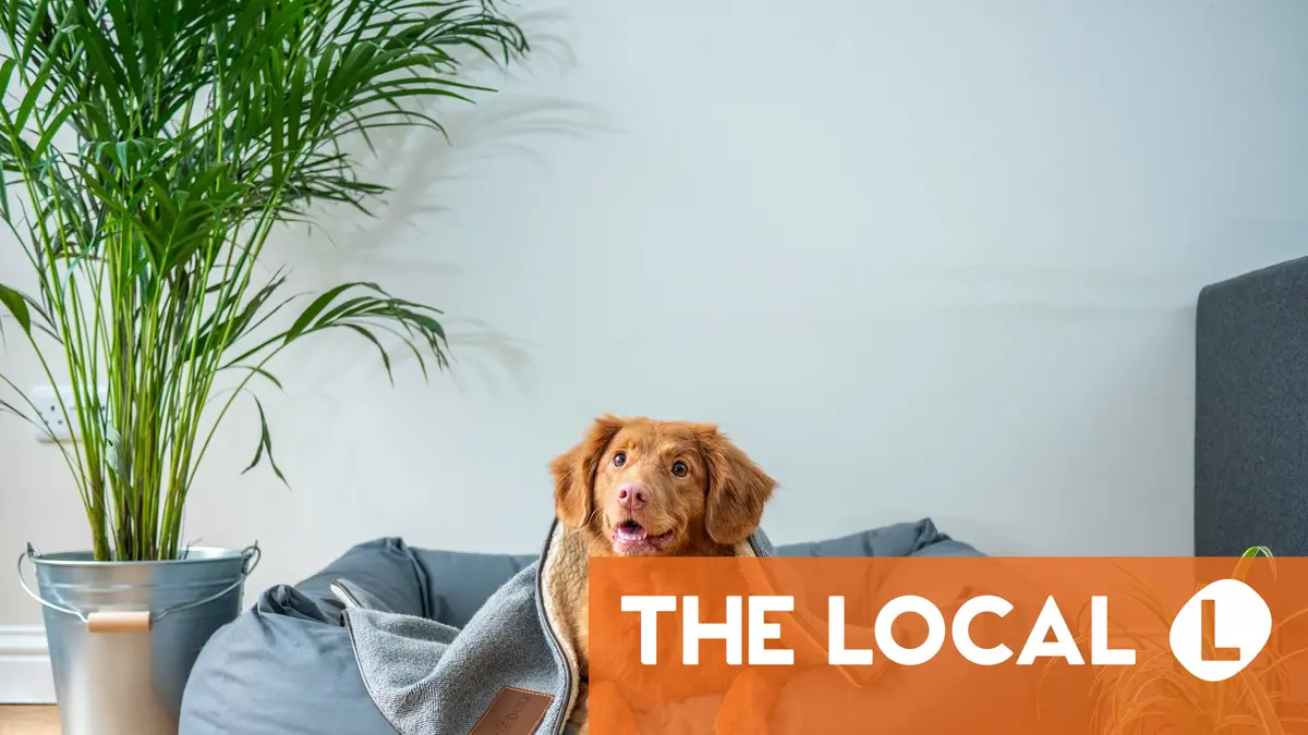 How to find pet sitters or boarding kennels in Italy