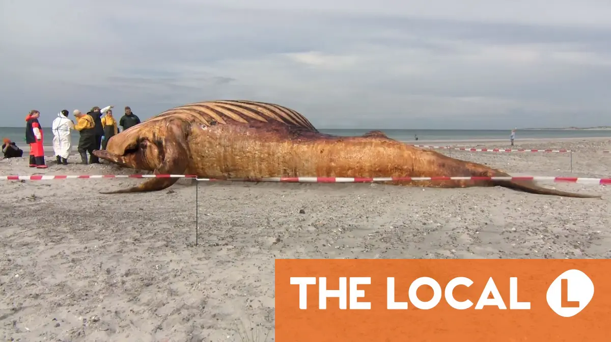 Danish autopsy finds stranded whale Timmy was female