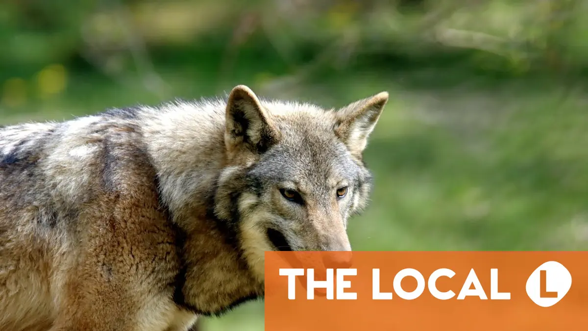 Wolf that bit woman in German mall likely dead, authorities say