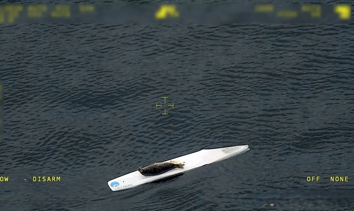Surfing seal photographed off coast of southern Sweden