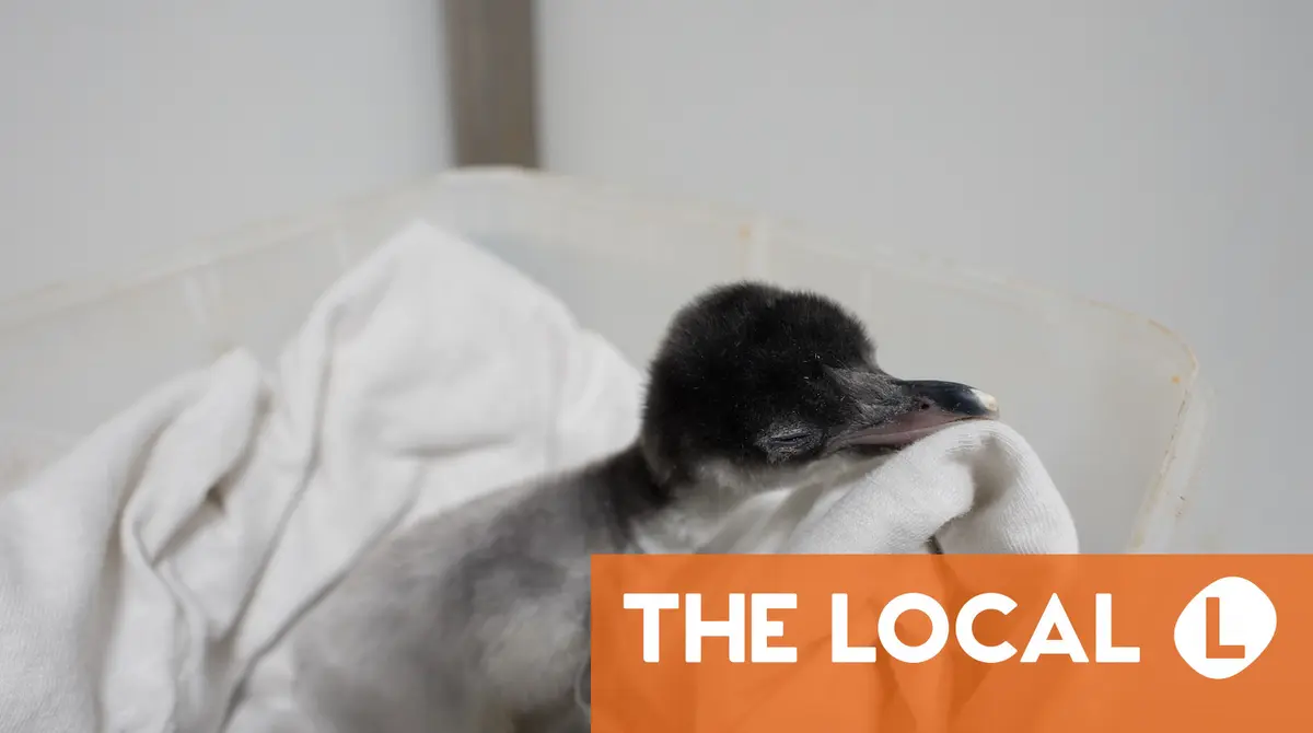 Danish aquarium welcomes twin penguin hatchlings
