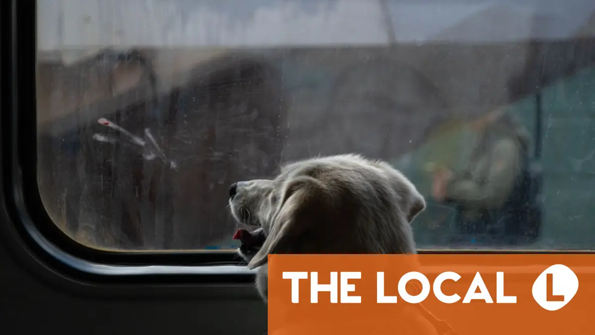 Spain to allow pets weighing up to 40 kilos on trains