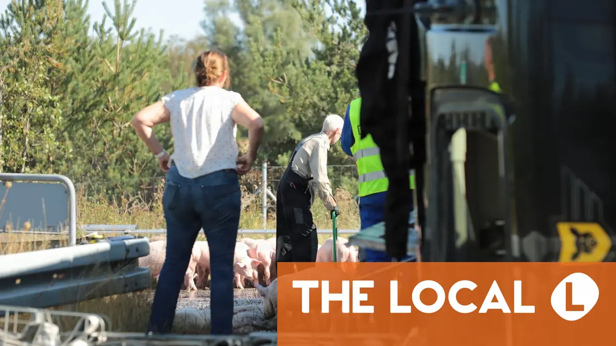 400 pigs dead after animal transporter tips over in northern Denmark