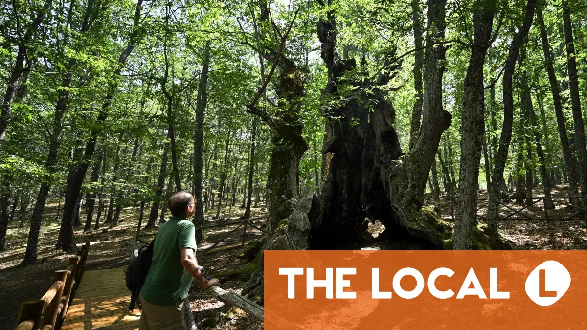 Residents defend Spain's ancient 'El Abuelo' tree from flames