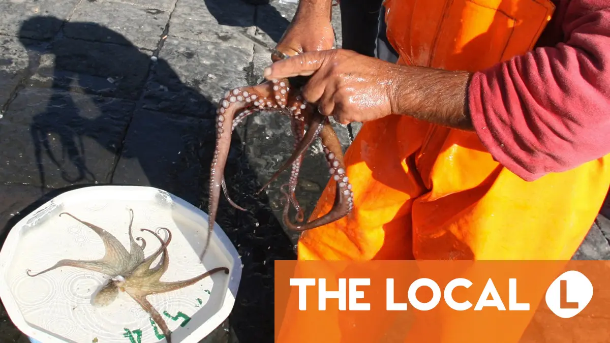 
            Octopus to the rescue? How Italian scientists are battling invasive blue crabs
        