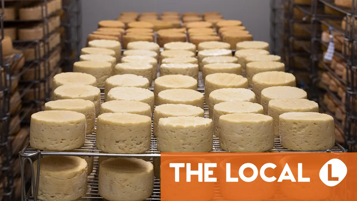 How is climate change impacting Swiss Alpine cheese?