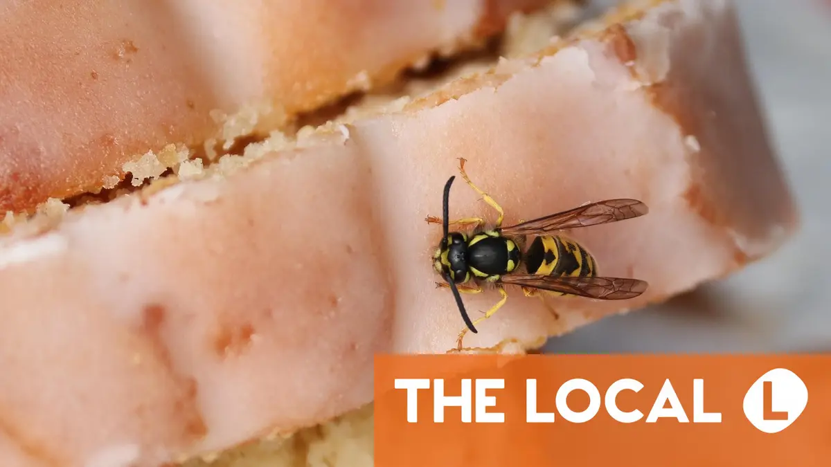 FACT CHECK: Can you be fined for killing wasps in Austria?